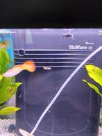Guppy's, Dieren en Toebehoren