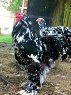 Broodeieren met kiezelstenen van Brahma 4€/ei, Dieren en Toebehoren, Verzenden, Nieuw