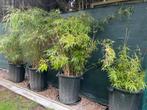 Bamboe in bloempot : h 160-180 cm, Tuin en Terras, Planten | Struiken en Hagen, Bamboe, Ophalen