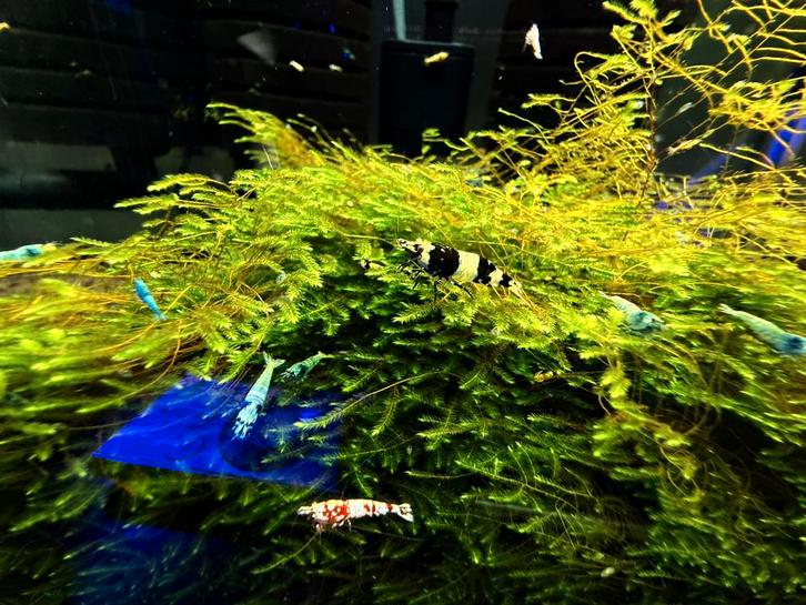 Cull tank mix, Dieren en Toebehoren, Vissen | Aquariumvissen