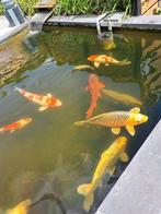 Koi en vijvervissen, Dieren en Toebehoren