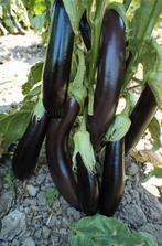 Aubergine planten, per stuk voor 1 euro, Tuin en Terras, Planten | Tuinplanten, Ophalen