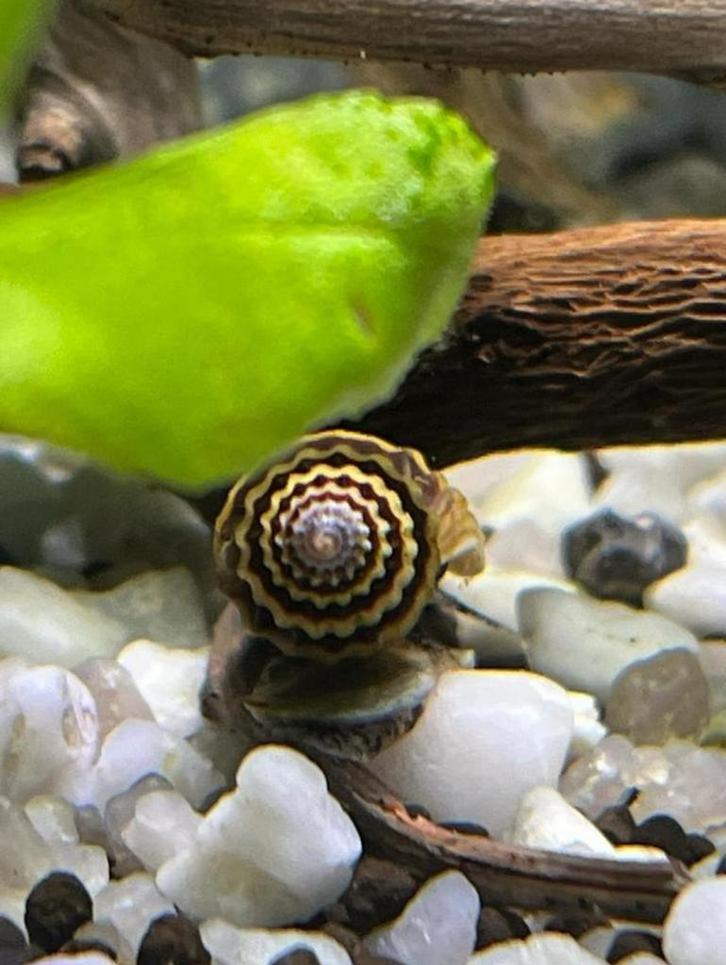 Escargots Helena, Animaux & Accessoires, Poissons | Poissons d'aquarium, Poisson d'eau douce, Escargot ou Mollusque, Banc de poissons