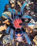 Davus pentaloris - Mexican Tiger Rump vrouwtje, Dieren en Toebehoren, Spin of Schorpioen