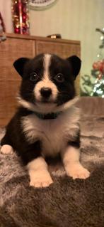 Borgis te koop, Dieren en Toebehoren, België, Particulier, Overige rassen, CDV (hondenziekte)