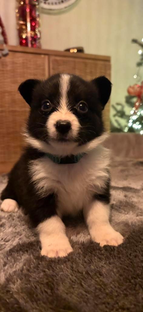 Borgis te koop, Dieren en Toebehoren, Honden | Chihuahua's en Gezelschapshonden, Teef, Overige rassen, Particulier, Eén hond, België