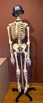 Anatomie skelet + poster, Diversen, Ophalen, Zo goed als nieuw