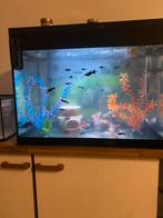 Zwarte Molly te koop, Dieren en Toebehoren