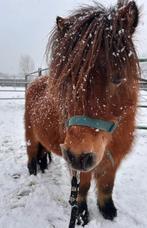 Mooie Shetland pony merrie, Animaux & Accessoires, Poneys, Jument, Avec puce électronique