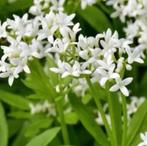Bodembedekker lieve vrouwe bedstro, 5 potjes, Tuin en Terras, Planten | Tuinplanten, Ophalen, Bodembedekkers, Vaste plant, Halfschaduw