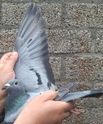 Postduif Super Inbred "UNITED ", Vrouwelijk, Postduif