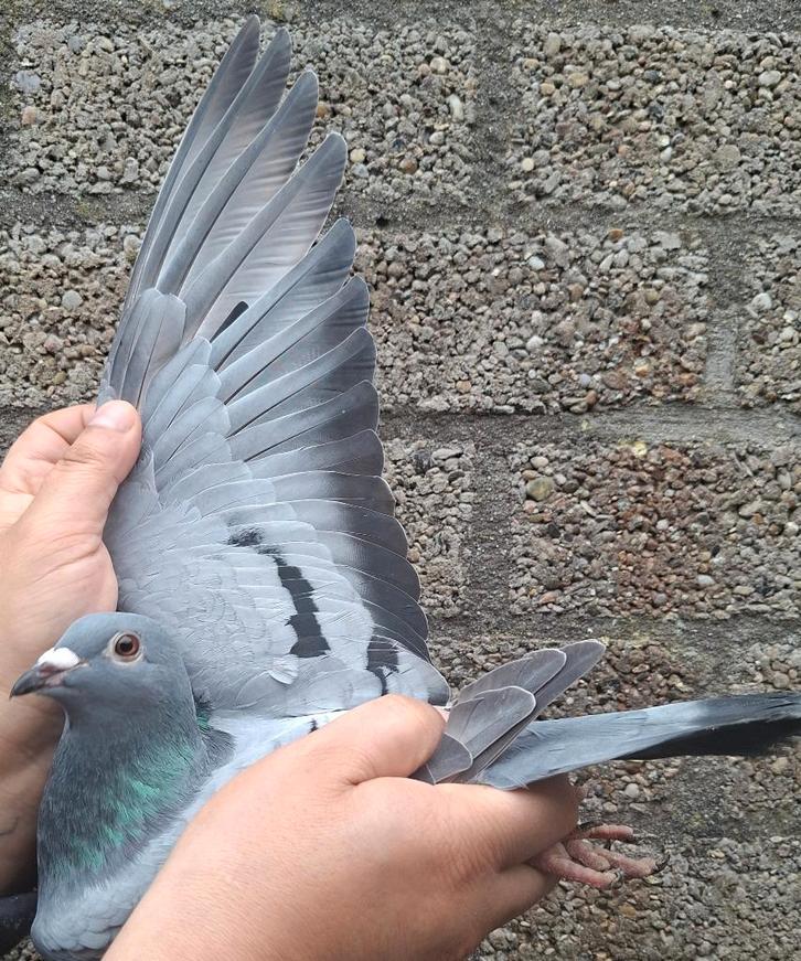 Postduif Super Inbred "UNITED ", Dieren en Toebehoren, Vogels | Duiven, Postduif, Vrouwelijk