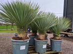 Yucca Rostrata - palmlelie - Winterhard, Ophalen, Zomer