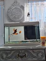 6 goudvissen met aquarium, Ophalen of Verzenden