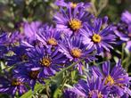 Asters, Aquilée,, Enlèvement ou Envoi, Plante fixe