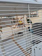 3 vogels agapornis met kooi