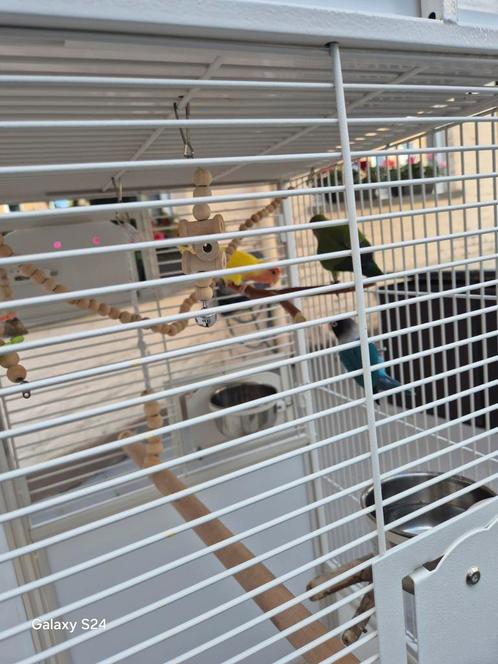 3 vogels agapornis met kooi, Dieren en Toebehoren, Vogels | Kanaries