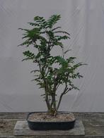 Bonsai starter Sorbus, lijsterbes, Ophalen