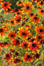 Rudbeckia 'Prairie glow', Tuin en Terras, Planten | Tuinplanten, Ophalen, Vaste plant