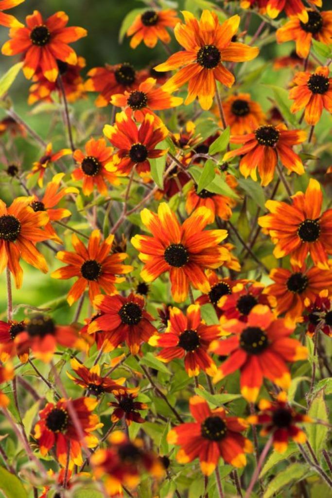 Rudbeckia 'Prairie glow', Tuin en Terras, Planten | Tuinplanten, Vaste plant, Ophalen