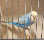 Jonge grasparkiet pop, Dieren en Toebehoren, Vogels | Parkieten en Papegaaien, Vrouwelijk, Parkiet