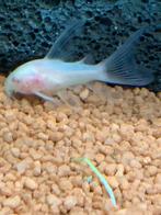 corydoras Albino longfin, Zoetwatervis