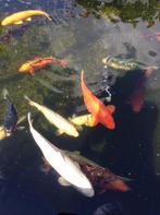 Koi’s te koop, Dieren en Toebehoren, Vissen | Vijvervissen, Karper of Koi