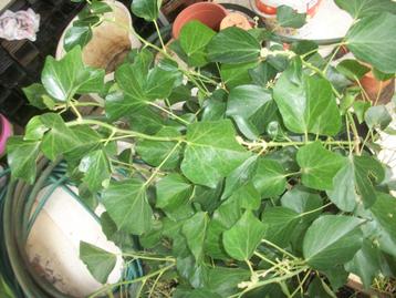 Klimop of Hedera beschikbaar voor biedingen