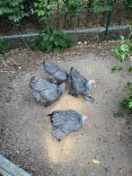 4 brahma zilverpatrijs hennen, Dieren en Toebehoren