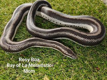Rosy Boa: Bay of LA Melanistic beschikbaar voor biedingen