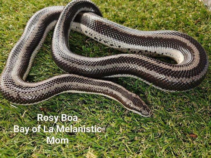 Rosy Boa: Bay of LA Melanistic, Dieren en Toebehoren, Reptielen en Amfibieën, Slang, 0 tot 2 jaar, Tam