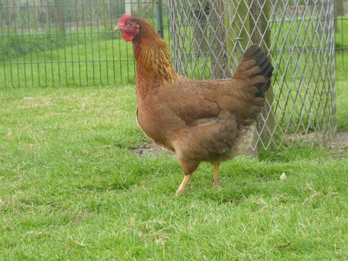 Te koop welsumer broedeieren groot ras, Dieren en Toebehoren, Pluimvee, Kip, Geslacht onbekend