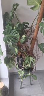 Monsters kamerplant in stenen pot, Huis en Inrichting, Kamerplanten, Ophalen