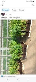 Tomatenplanten, Tuin en Terras, Planten | Tuinplanten, Ophalen, Zomer, Eenjarig, Groenteplanten