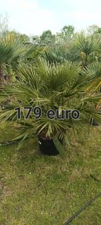 Chamaerops humilis!, Tuin en Terras, Planten | Bomen, Ophalen