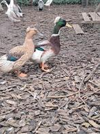 Oud hollandse kuifeenden, Meerdere dieren, Eend