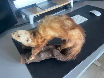 opgezette dieren beschikbaar voor biedingen
