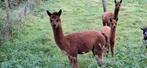 3 Alpaca's, Dieren en Toebehoren, Overige Dieren