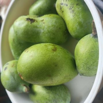 Rijpe paw paw pawpaw asimina triloba vruchten  beschikbaar voor biedingen
