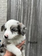 Lieve border collie puppy’s (raszuiver), Dieren en Toebehoren, Honden | Herdershonden en Veedrijvers, CDV (hondenziekte), België