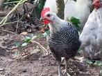 Zilverbrakel haan, Dieren en Toebehoren, Pluimvee, Mannelijk, Kip
