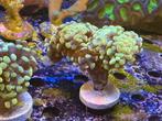 Euphyllia golden paraancora, Dieren en Toebehoren, Overige typen, Zoutwatervis