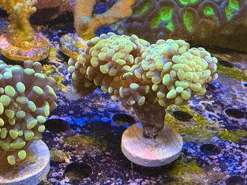 Euphyllia golden paraancora beschikbaar voor biedingen