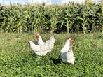 Goed leggende tamme Poule de Bresse kippen en tegen de leg, Dieren en Toebehoren, Vrouwelijk, Kip