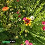 Easygreen Bloementapijt 1m x 1.2m zaad bloem deken, Ophalen of Verzenden, Voorjaar, Zaad, Volle zon