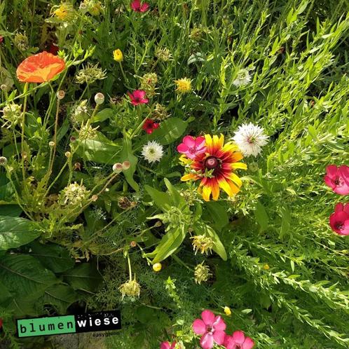 Tapis de fleurs Easygreen, couverture en forme de graines de, Jardin & Terrasse, Bulbes & Semences, Graine, Printemps, Plein soleil