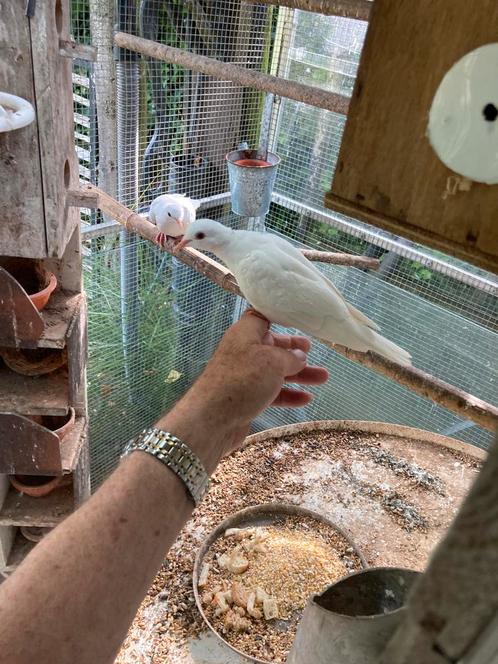 Tortel Duiven beige en wit koppel, Dieren en Toebehoren, Vogels | Duiven, Tortelduif