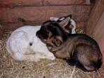 Boklammetjes te reserveren, Dieren en Toebehoren, Schapen, Geiten en Varkens, Mannelijk, Geit, 0 tot 2 jaar