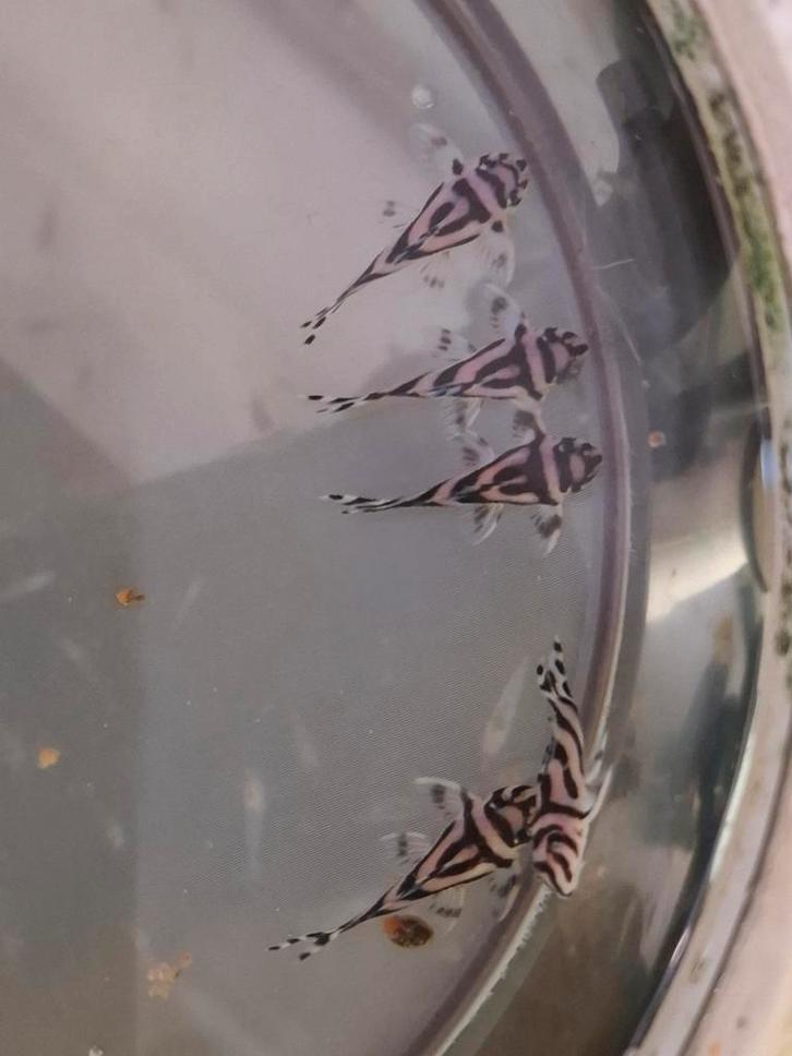 L46 Hypancistrus zebra 3-3,5cm, Dieren en Toebehoren, Insecten en Spinnen