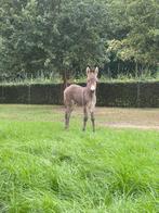 Ezel veulen, Hengst, 0 tot 2 jaar